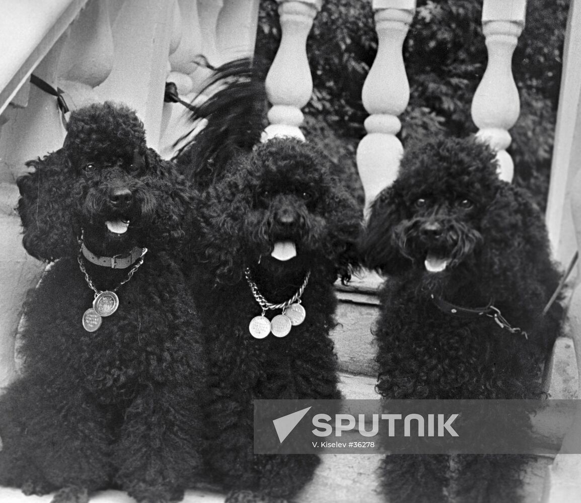 POODLES SHOW DOGS