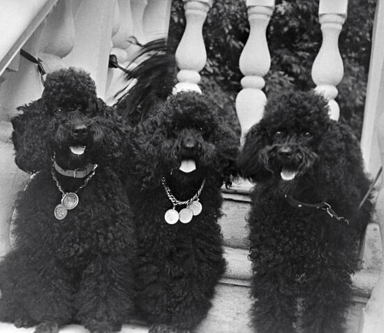 POODLES SHOW DOGS
