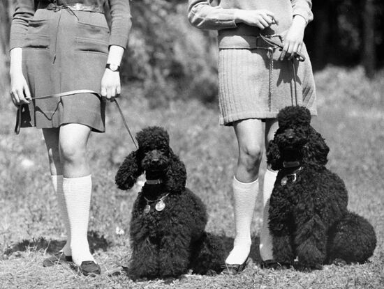 DOG SHOW POODLES
