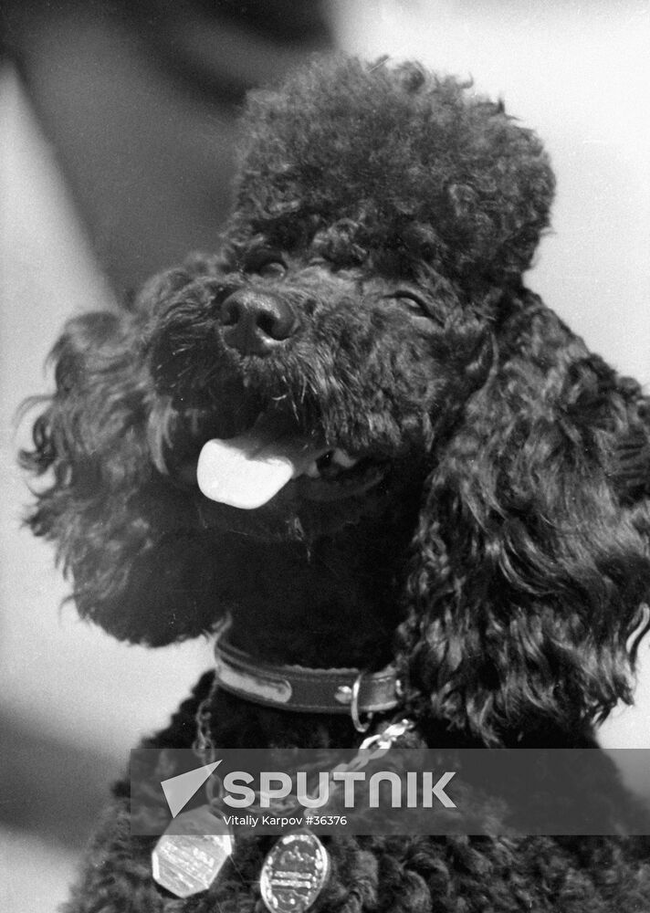 DOG SHOW POODLE