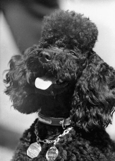 DOG SHOW POODLE