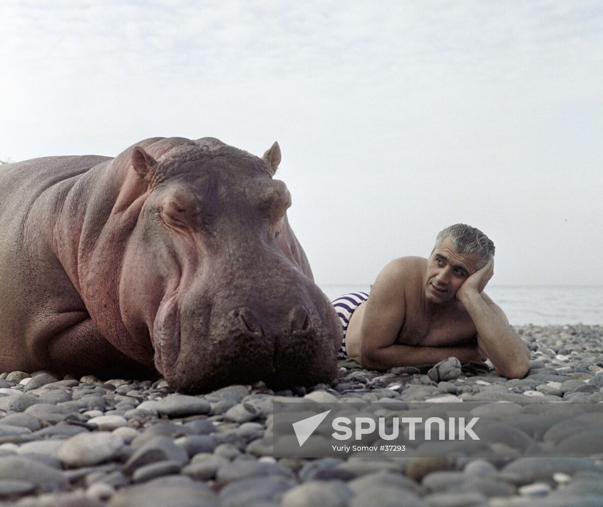 TAMER HIPPOPOTAMUS