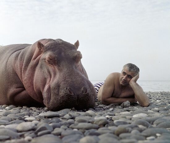 TAMER HIPPOPOTAMUS