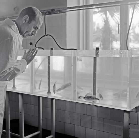 RESEARCHER AQUARIUM FISH EXPERIMENT