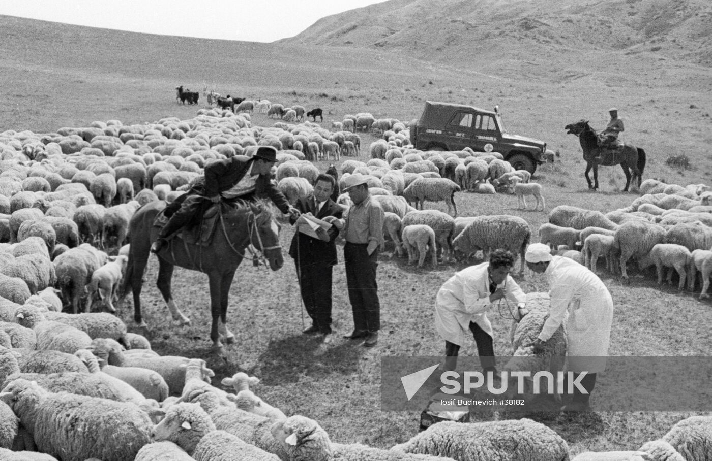 COLLECTIVE FARM EXAMINATION FINE-FLEECED SHEEP