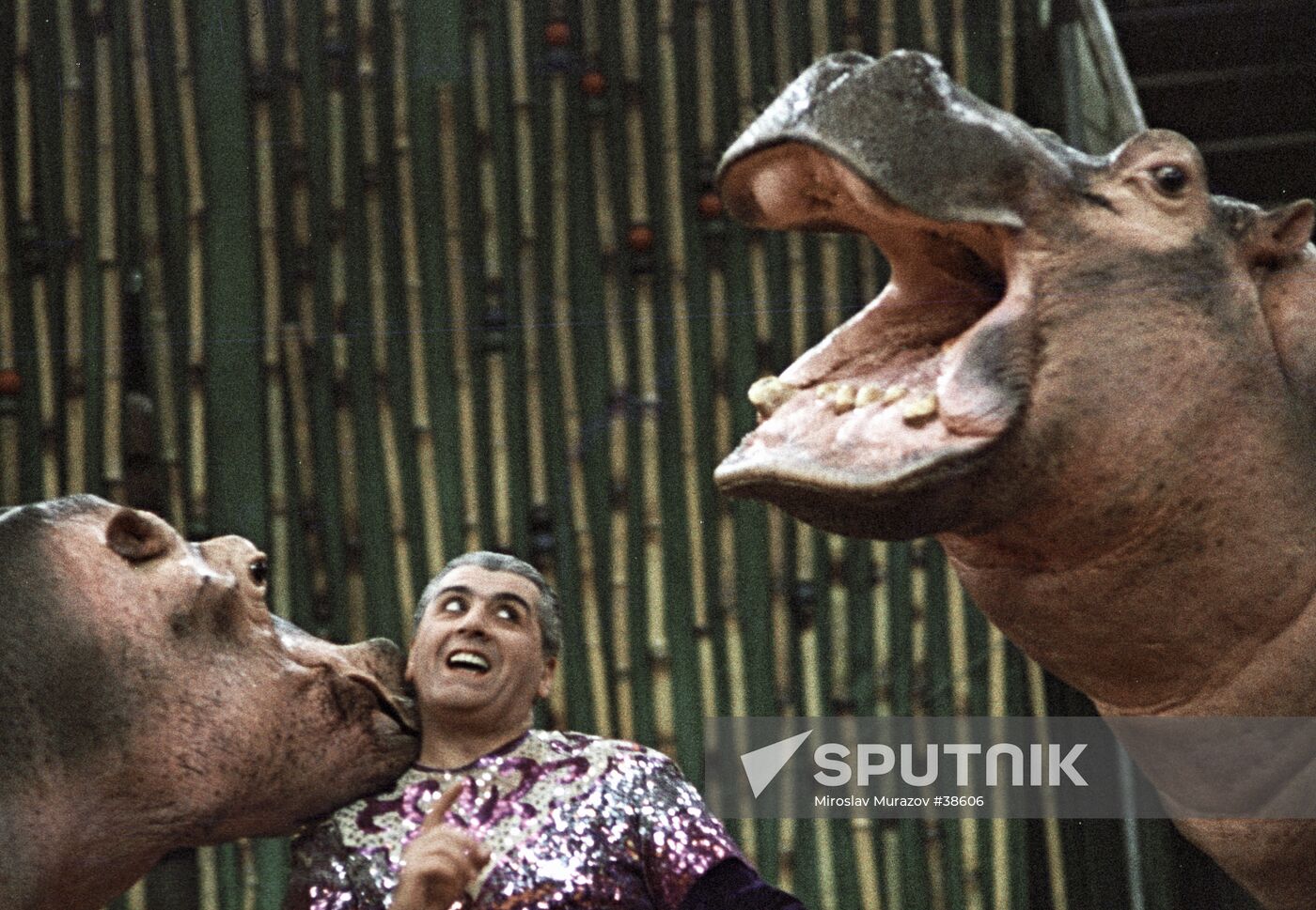 ANIMAL TRAINER HIPPOS PERFORMANCE