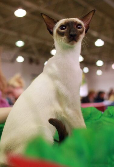 The Sodruzhestvo cat exhibition