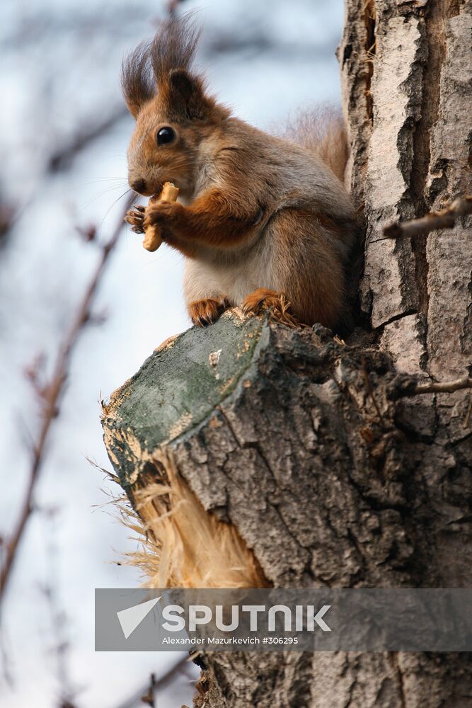 Squirrel in Kharkov's central park