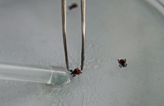Tick