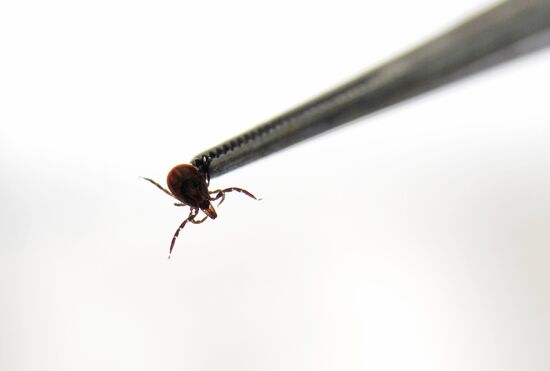 Tick