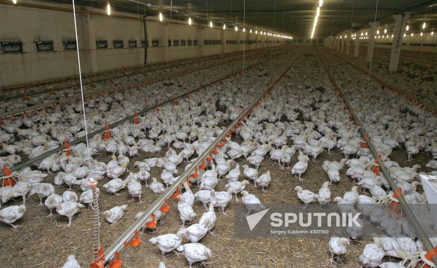 Poultry farm Belgorod