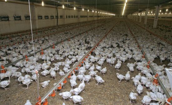 Poultry farm Belgorod
