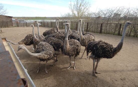 Ostrich farm