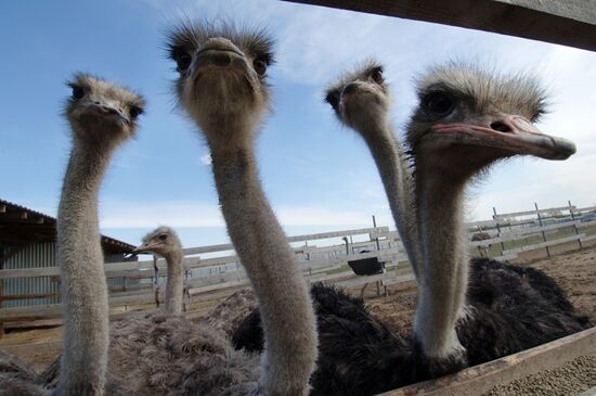 Ostrich farm