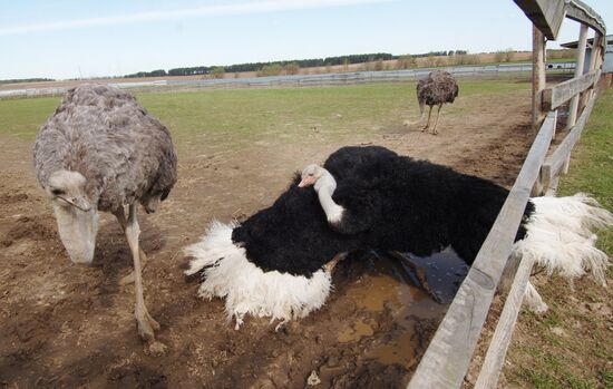 Ostrich farm
