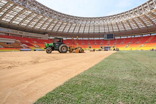 Establishing a lawn at the Luzhniki Stadium
