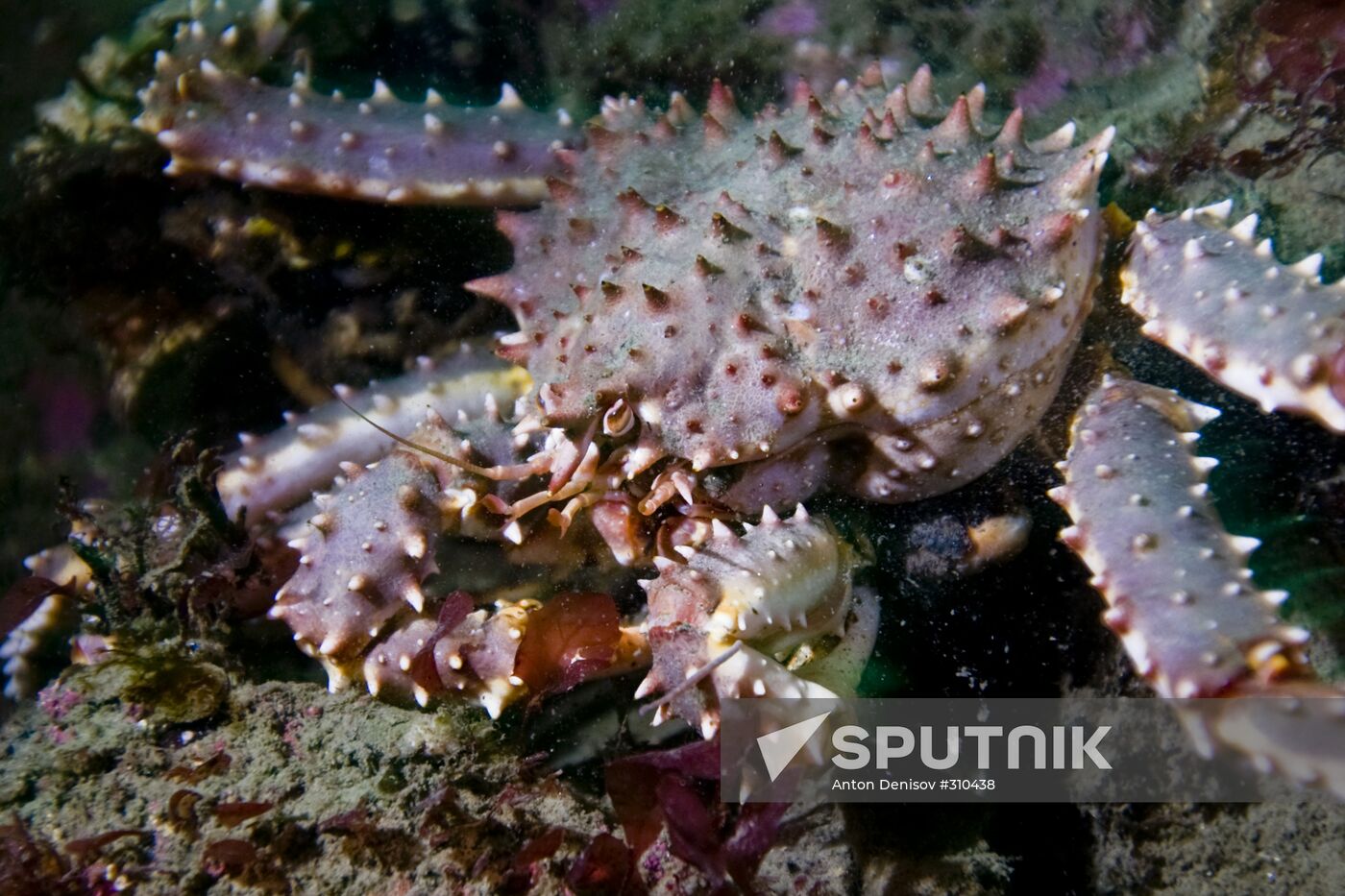 Teriberka Bay, Barents Sea