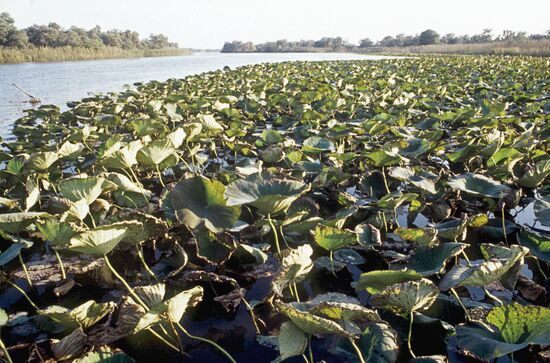 In the Astrakhan preserve