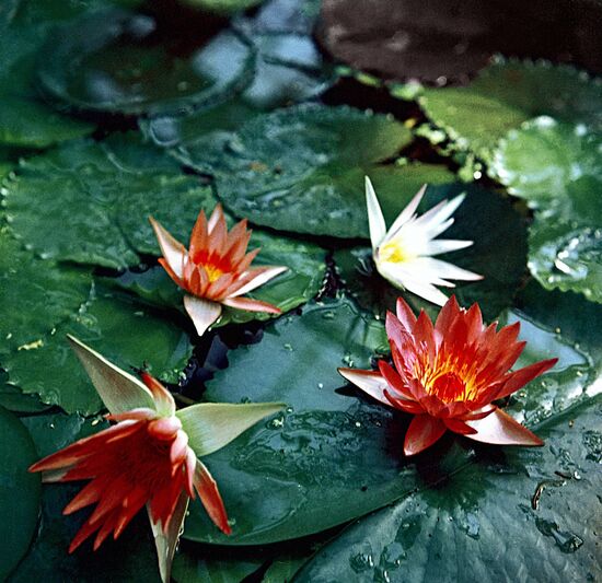 African water lilies
