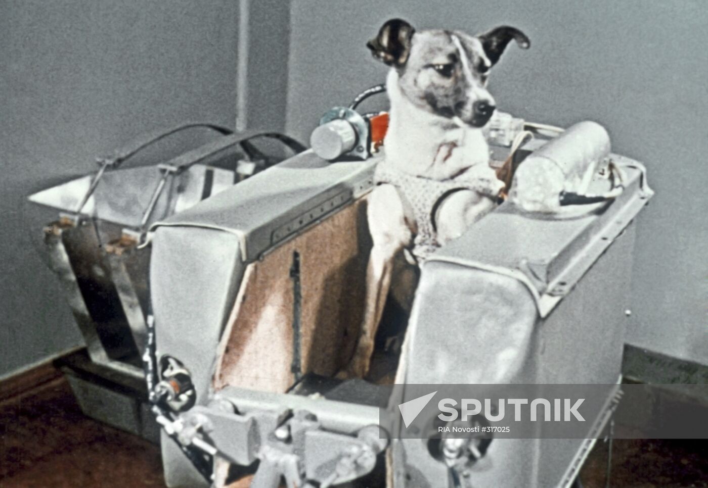 The dog Laika