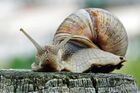 A Burgundy snail