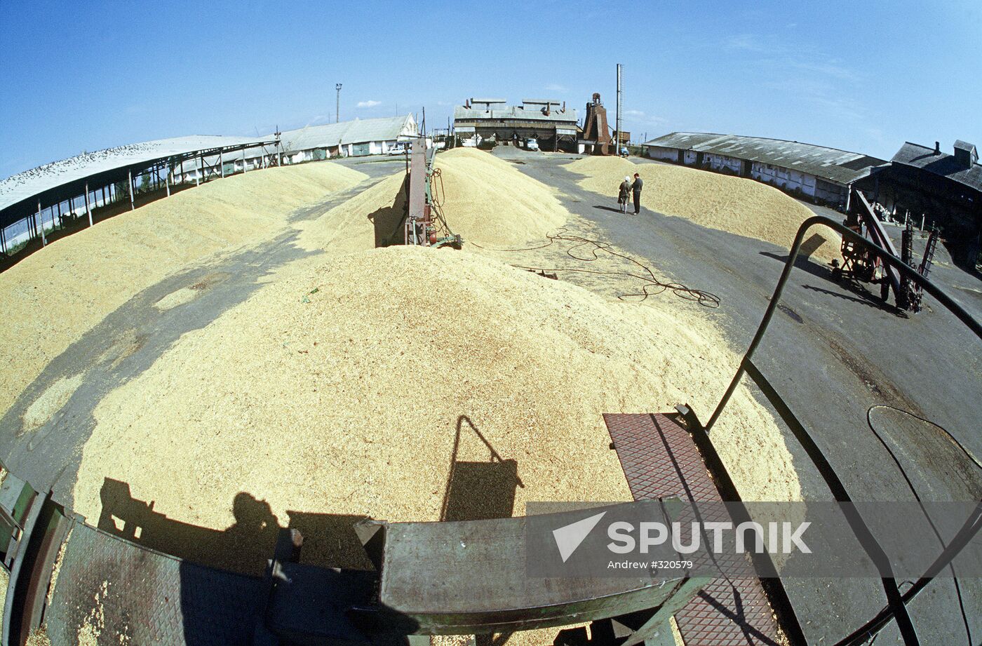 Grain harvest