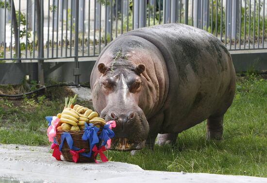 The 50th birthday of hippopotamus Bresta