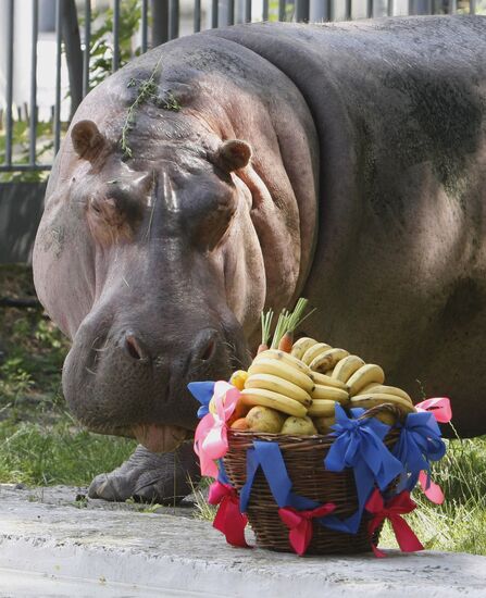 The 50th birthday of hippopotamus Bresta
