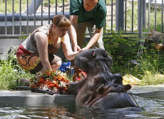 The 50th birthday of hippopotamus Bresta