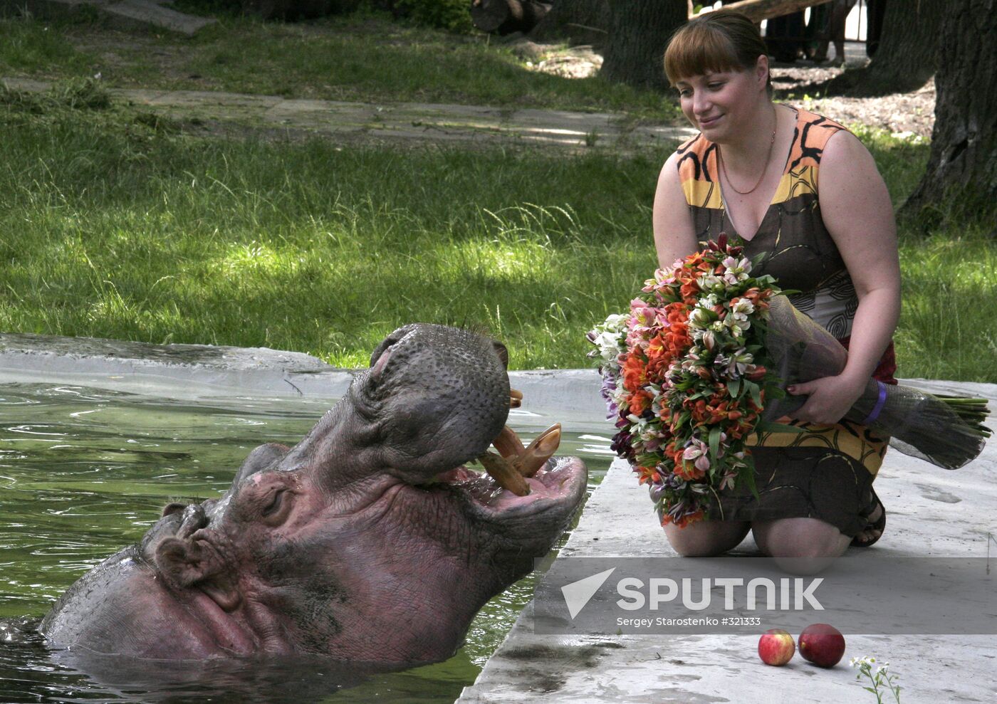The 50th birthday of hippopotamus Bresta