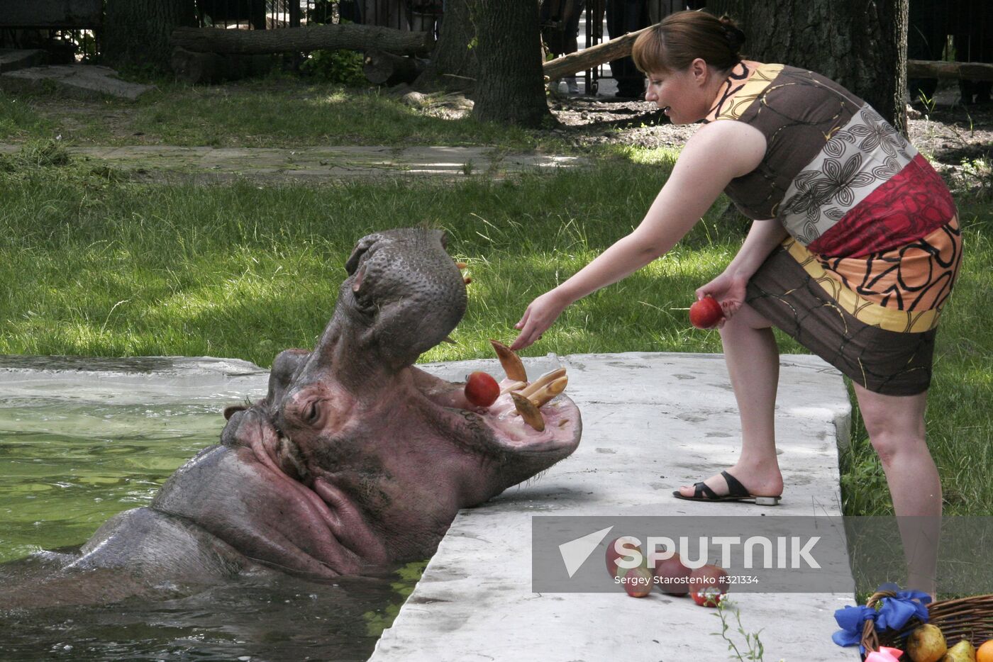The 50th birthday of hippopotamus Bresta