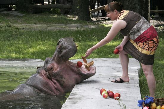 The 50th birthday of hippopotamus Bresta
