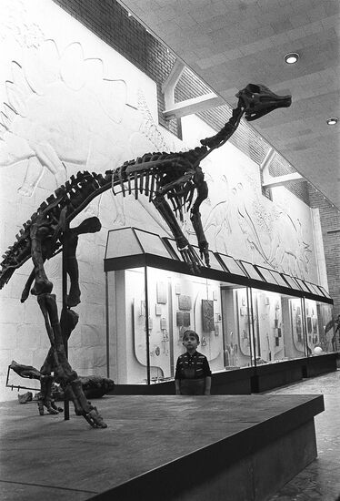 A dinosaur skeleton