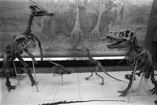 Dinosaur skeletons