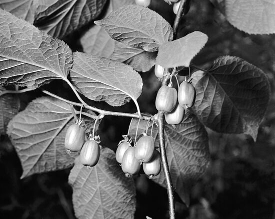 Actinidia kolomikta