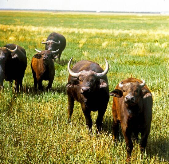 Askania Nova nature preserve in Ukraine