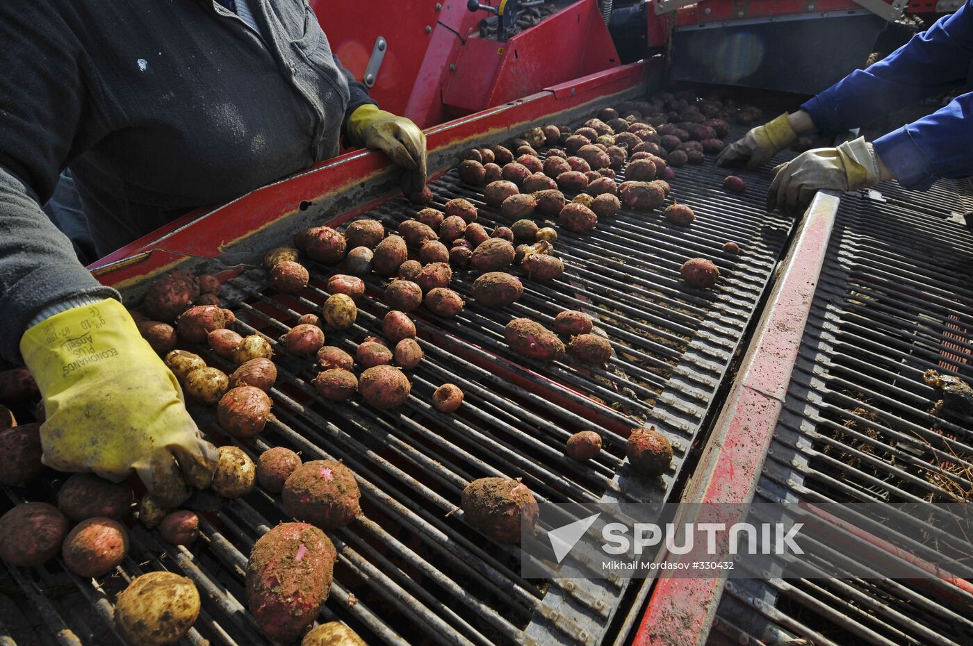 Grading potatoes at the Iskra collective farm