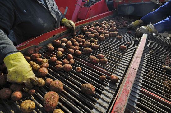 Grading potatoes at the Iskra collective farm