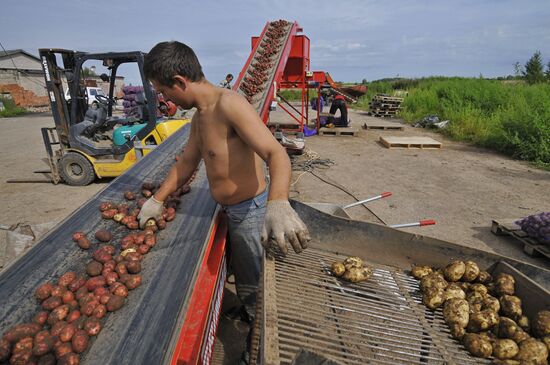 Grading potatoes at the Iskra collective farm