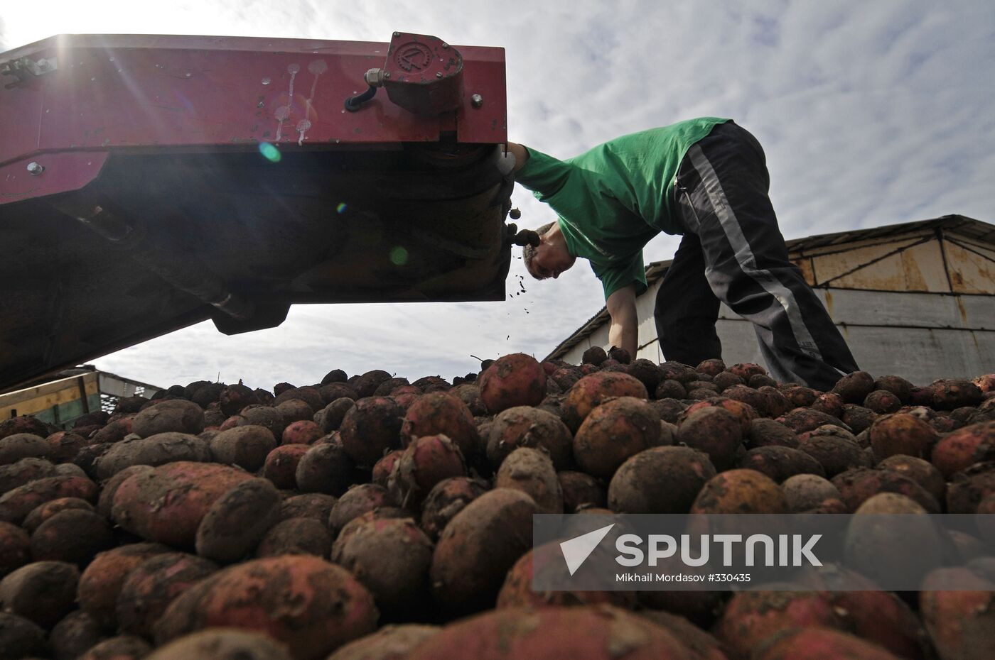 Grading potatoes at the Iskra collective farm