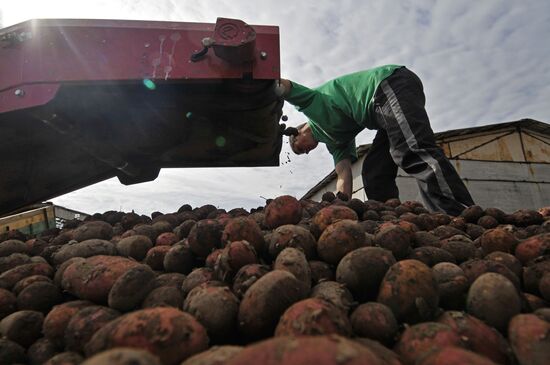 Grading potatoes at the Iskra collective farm