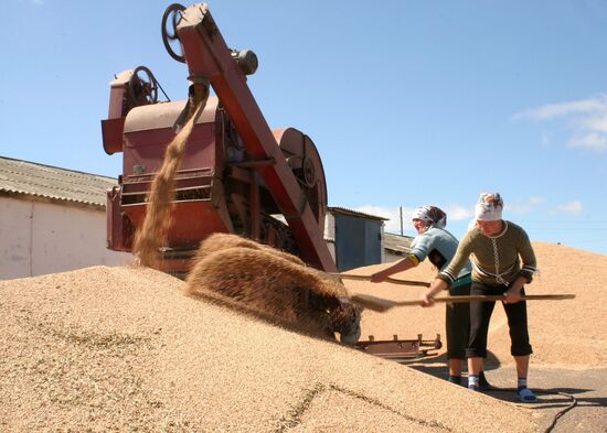 Wheat harvesting