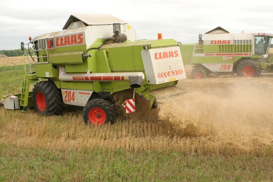 Wheat harvesting