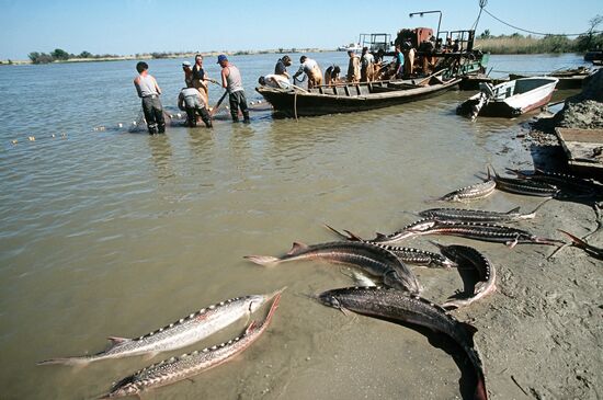 Catching sturgeon on the Volga River