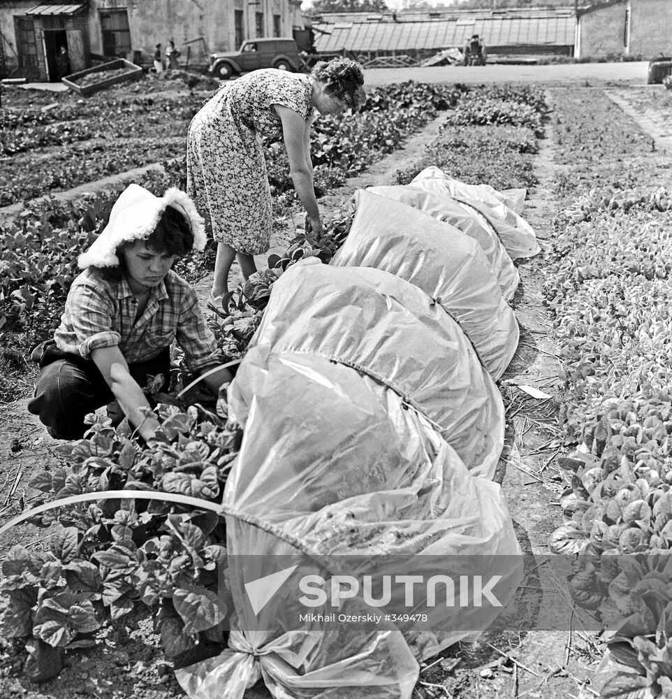 Workers of the Moscow Agriculture Academy