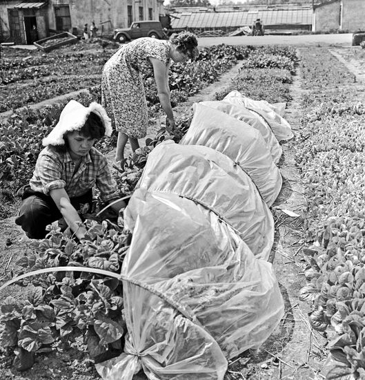 Workers of the Moscow Agriculture Academy