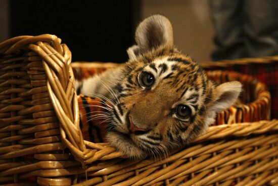 Vladimir Putin presented tiger cub to journalists