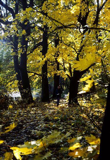 Autumn landscape