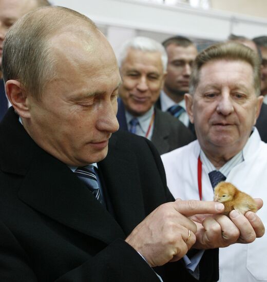 Putin visits agricultural exhibition Golden Fall