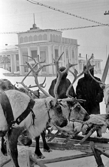 Reindeer sleds in Salekhard